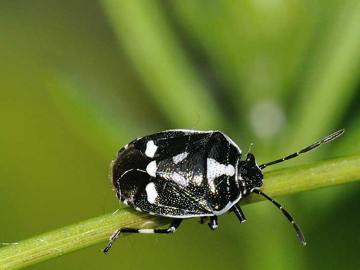 Pentatomidae : Eurydema oleracea di Rocca di Botte (AQ)